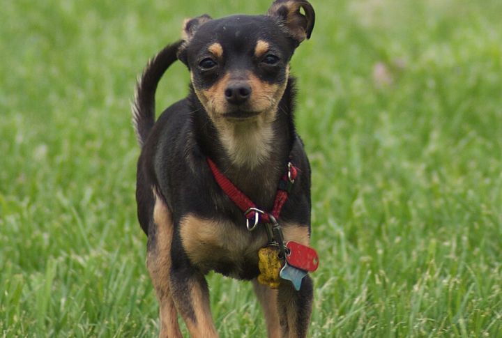 Black-And-Tan Coloring
