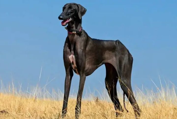 Mudhol Hound