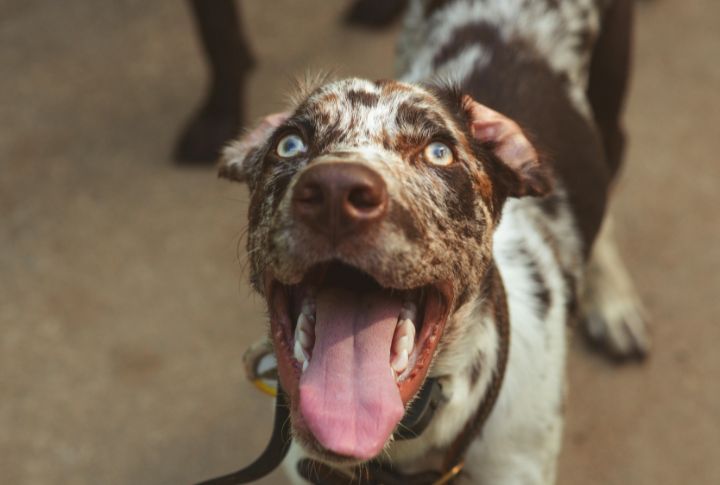Catahoula Leopard Dog