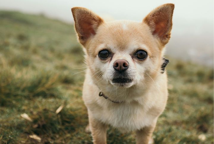 Chihuahua