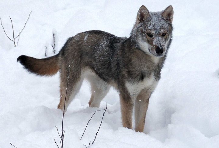 Tamaskan Dog