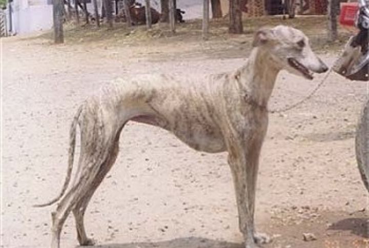 Rampur Greyhound