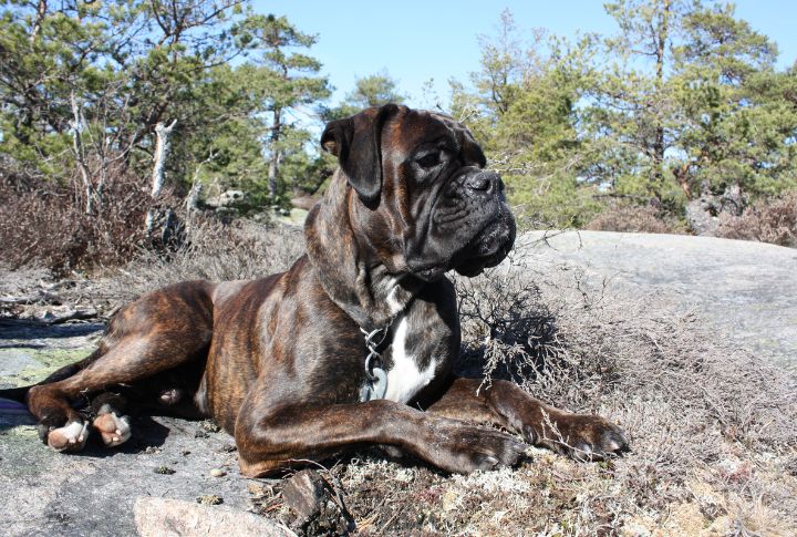 Brindle Boxer