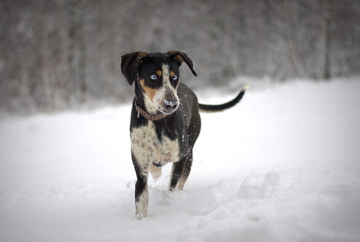 Eurohound