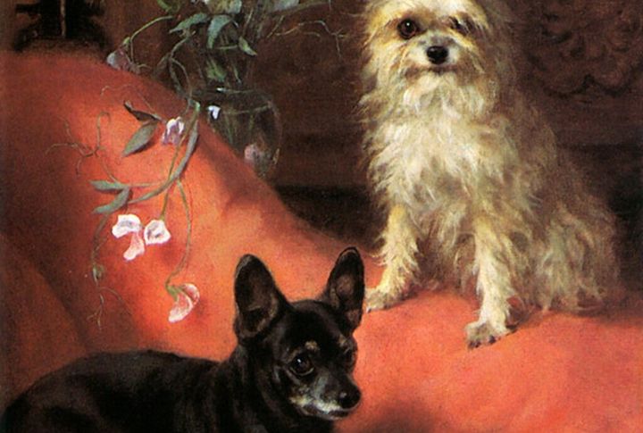 Other Pets