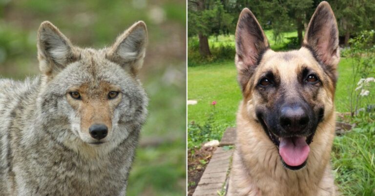 10 Facts That Make The Coydog A Risky Companion