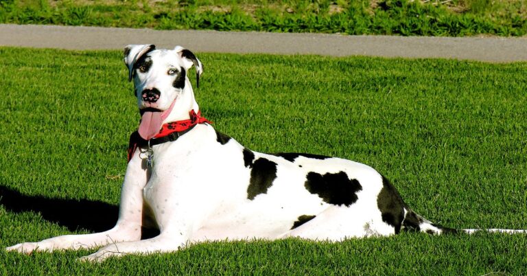 Dogs That Sport Distinct Coats And Turn Heads