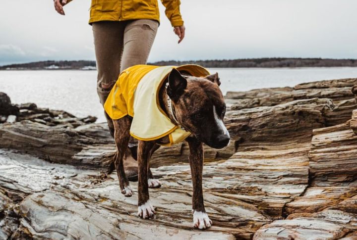 Ruffwear Sun Shower Dog Raincoat