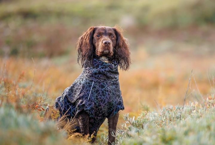 WeatherBeeta Reflective Dog Raincoat