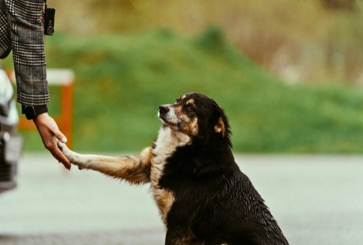 Your Attention Shapes Their Response