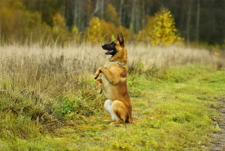 Stress Disrupts Cooperation