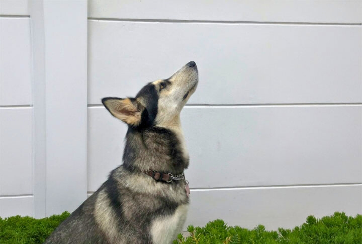 Pack Mentality Still Influences Behavior