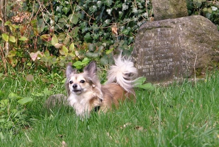 Grief Behaviors Tie Dogs To Graves