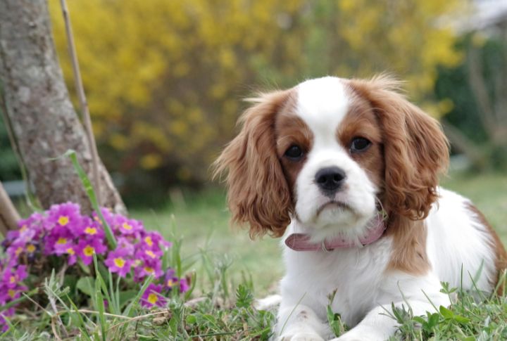 Oxytocin Bonds Draw Dogs To Graves (Cont.)