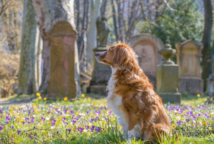 Oxytocin Bonds Draw Dogs To Graves
