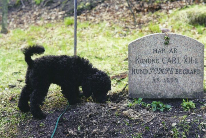 Scent Recognition Keeps Dogs Near Graves