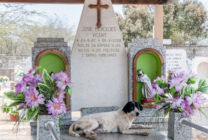 Sense Of Duty To Departed Owner