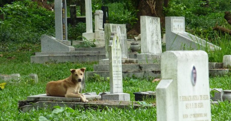 10 Reasons Dogs Keep Returning To The Same Grave