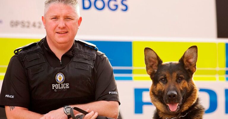 Discover 10 Dog Breeds Used To Locate Hidden Explosives