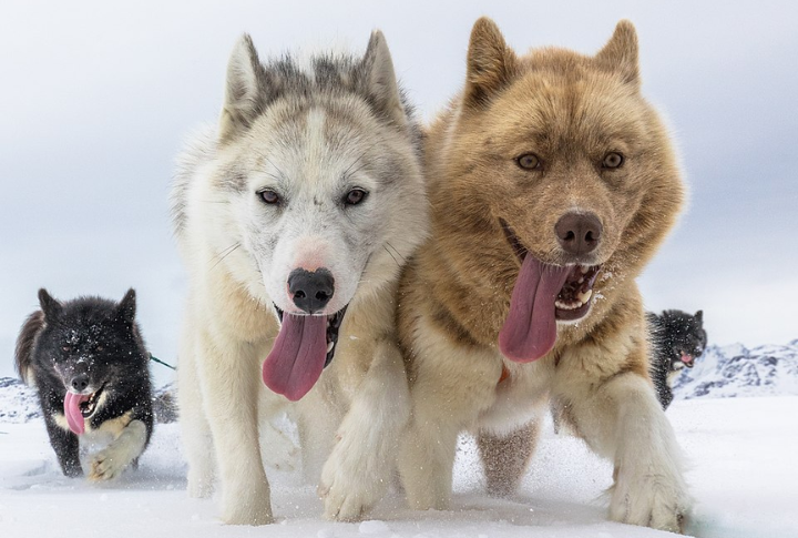 Greenland Dog