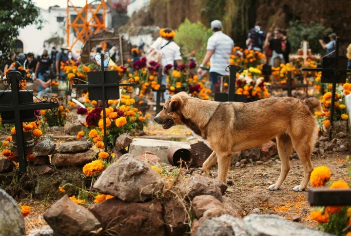 Scent Recognition Keeps Dogs Near Graves (Cont.)