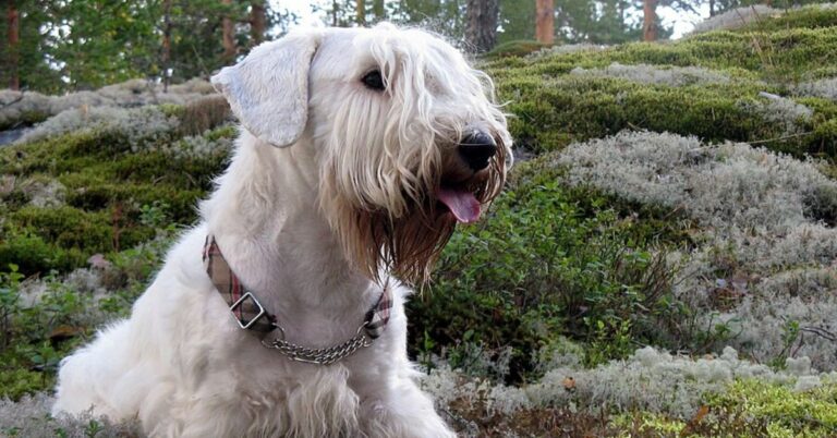 10 Things That Make The Sealyham Terrier Truly One Of A Kind