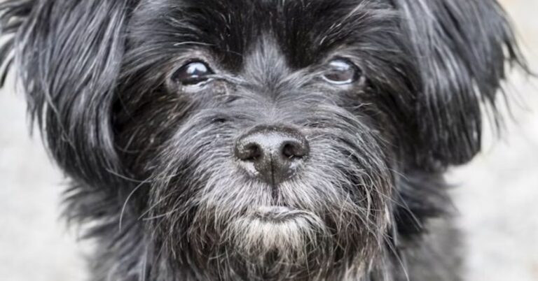 10 Reasons The Affenpinscher Might Not Be For Everyone
