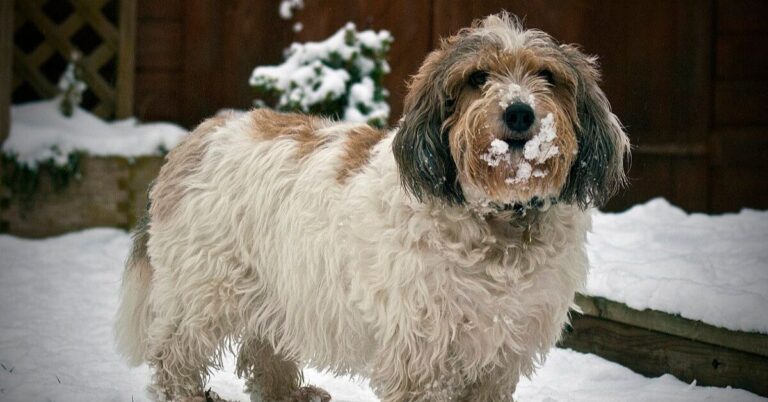 10 Reasons That Set The Petit Basset Griffon Vendeen Apart