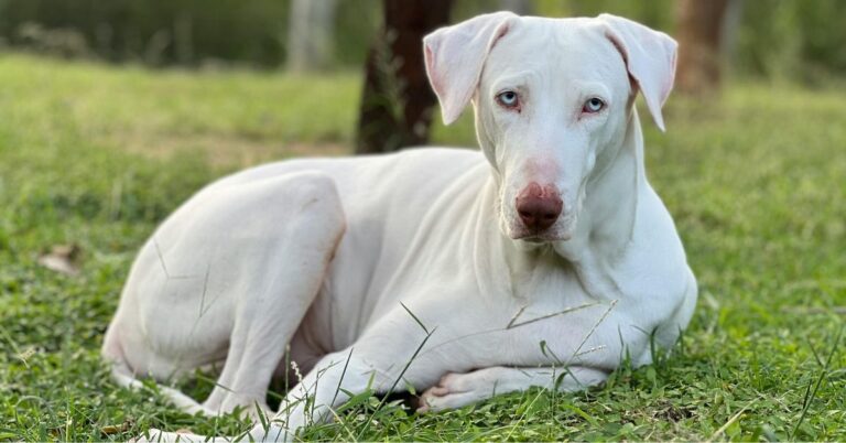 10 Loyal Indian Dogs That Make Great Companions For Beginners