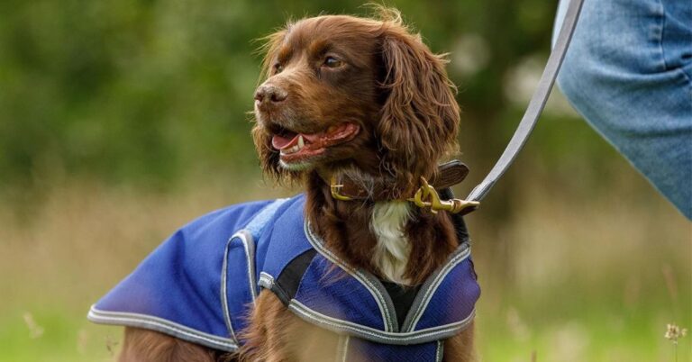 10 Dog Raincoats That Make Walks Easier