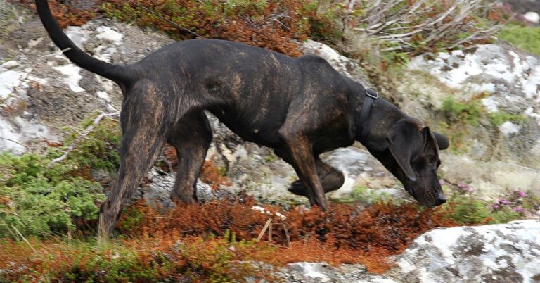 Meet The Fearless Mountain Dog That Conquered Wild Boar