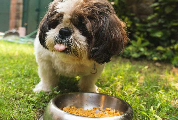 Adapt Diets For Special Health Conditions