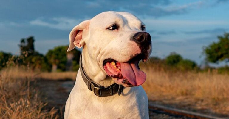 Things To Consider Before Bringing A Dogo Argentino Into Your Household