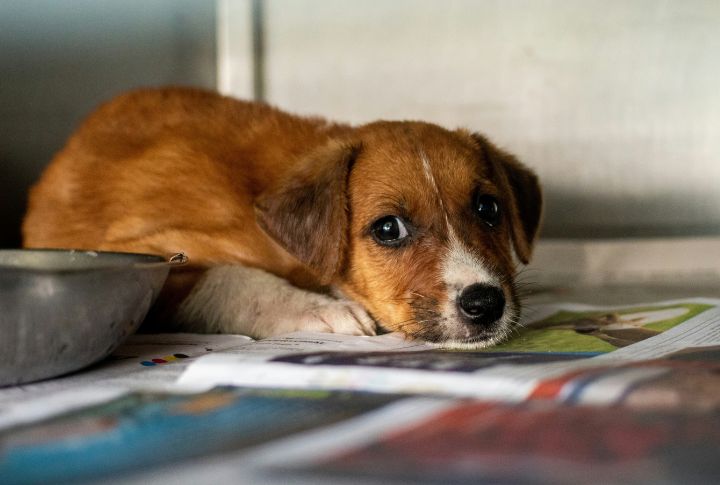 Grief Behaviors Tie Dogs To Graves (Cont.)
