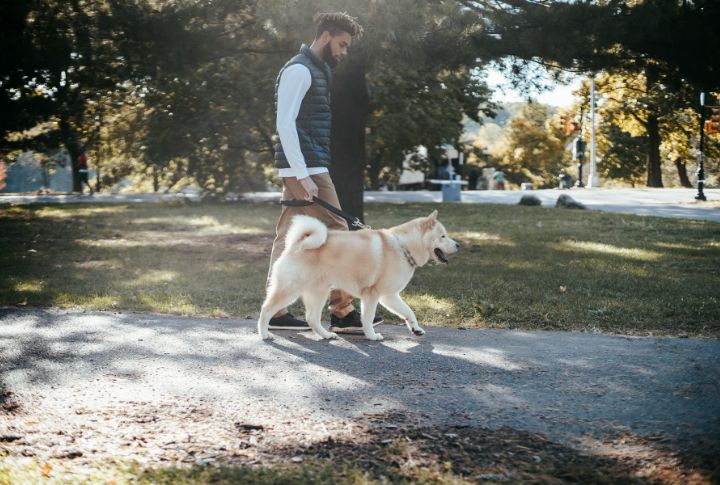 Routine Memory Anchors Dogs To Graves