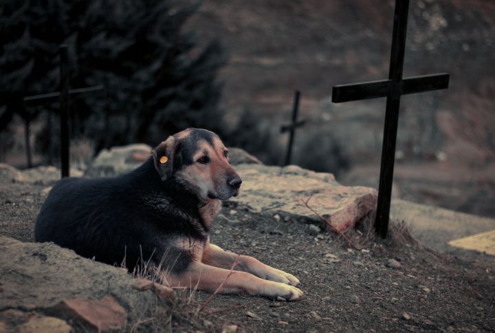 Routine Memory Anchors Dogs To Graves (Cont.)