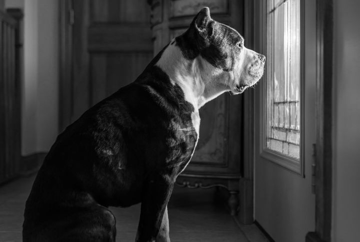 Sense Of Duty To Departed Owner (Cont.)