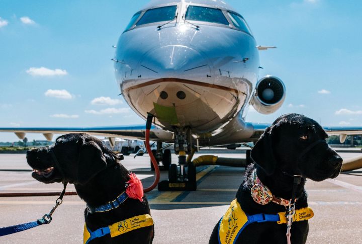 Top 10 Airlines For Travelers With Dogs