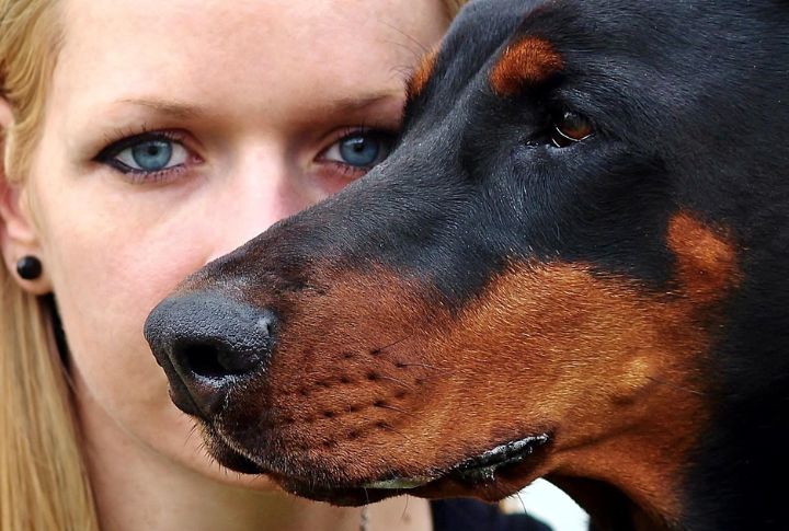 15 Dogs That Judge You Quietly (And Correctly)
