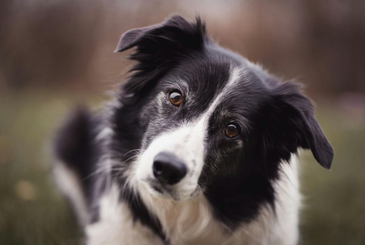 10 Moments Dogs Acted Like They Knew Exactly What They Were Doing