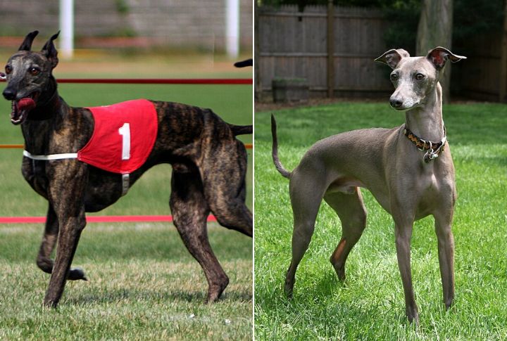 Whippet And Italian Greyhound Differences Explained