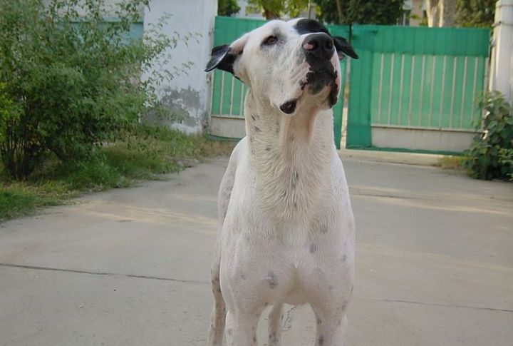 Rare Golden Variant In Kumaon