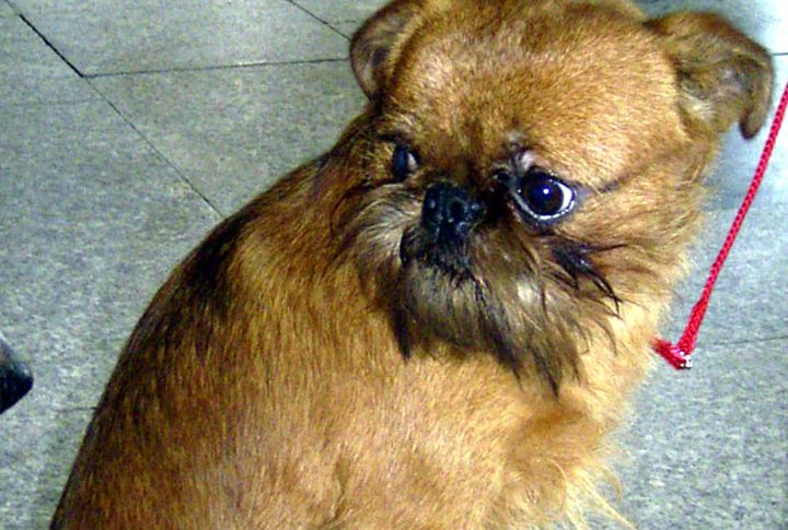 Hypoallergenic Coat For Sensitive Owners