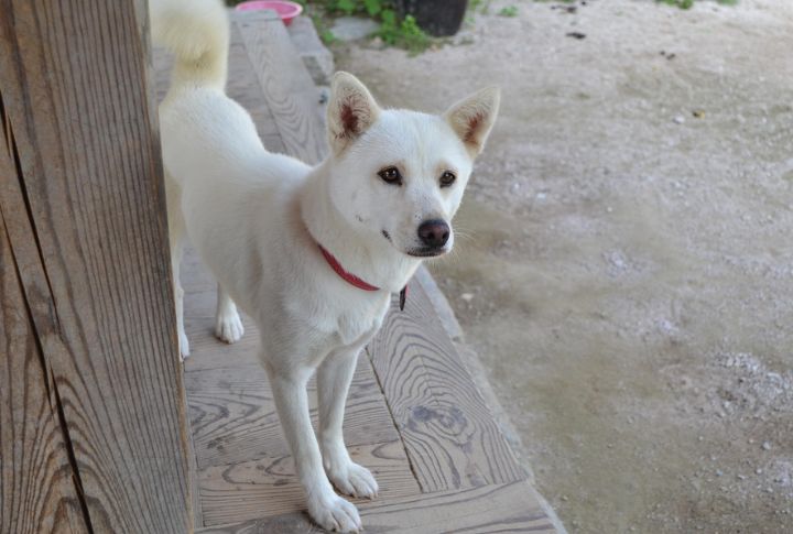 Korean Jindo