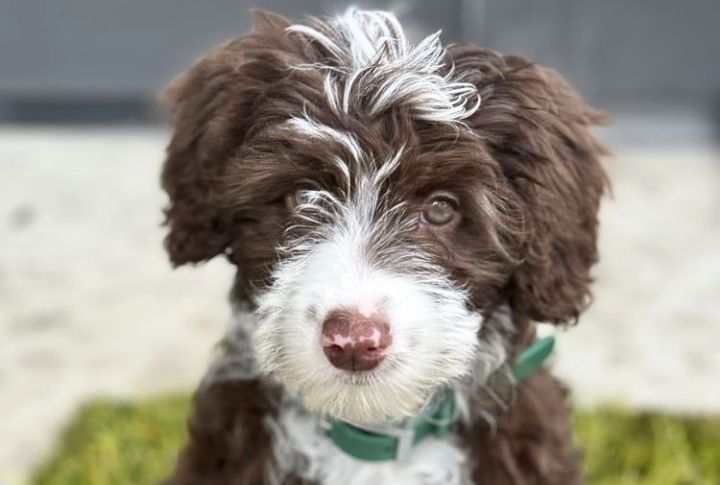 Coat Type Affects Grooming