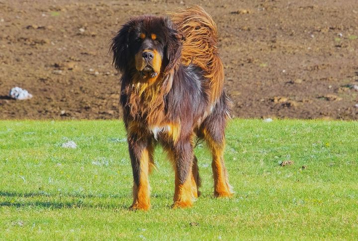 Tibetan Mastiff