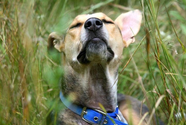 Around The Muzzle