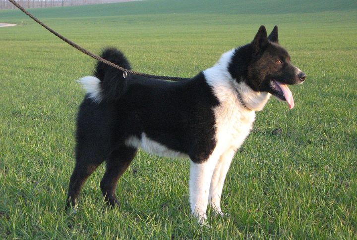 Karelian Bear Dog