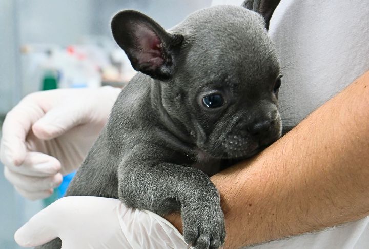 Find A Breed-Savvy Vet