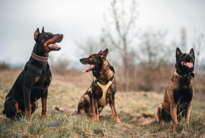 Challenged Self-ControlIn Dog Groups
